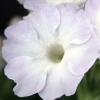 Primula Auricula Bellamy Pride - Abriachan Nurseries